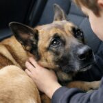 Portano al rifugio gli oggetti di Nala e tornano a casa con un malinois