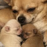 Chihuahua incinta trovata al freddo partorisce due cuccioli al sicuro in casa