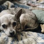 Vecchio chihuahua ignorato in rifugio trova finalmente una casa