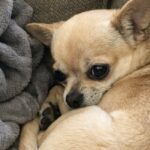 Il piccolo Chihuahua muore e lascia un vuoto enorme nella casa