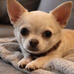 Il Chihuahua tremava tra le sue braccia, poi è diventato il suo compagno inseparabile