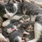 Gatta incinta abbandonata partorisce cinque cuccioli due giorni dopo il salvataggio