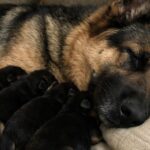Mamma pastore tedesco salvata con cinque cuccioli crolla finalmente nel sonno