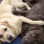 Due Labrador destinati all’eutanasia vengono adottati insieme poche ore prima
