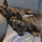 Accolgono due Malinois per 48 ore, poi rifiutano di riportarli al rifugio