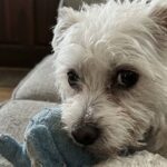 Il padrone muore in un incidente, il Bichon Maltese continua ad aspettarlo davanti alla porta