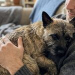 Abbandonato perché “troppo impegnativo”, il Cairn Terrier trova casa poche ore dopo