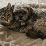 Shih tzu abbandonato in una casa vuota, il gatto resta accanto a lui fino al salvataggio