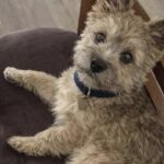 La vicina muore e lascia solo il suo Cairn Terrier: una donna decide di adottarlo