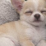 Cucciola di Chihuahua trovata sola, il rifugio la dava per spacciata: ora sta crescendo
