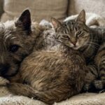 Il cane abbandonato aveva paura di tutto, il gatto randagio non si fidava di nessuno: ora vivono sempre insieme