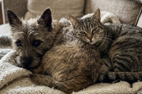 Un cairn terrier appena salvato e un gatto diffidente hanno superato paura e solitudine, costruendo giorno dopo giorno un legame sorprendente.