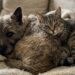 Un cairn terrier appena salvato e un gatto diffidente hanno superato paura e solitudine, costruendo giorno dopo giorno un legame sorprendente.
