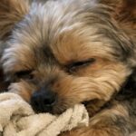 Adotta un piccolo Yorkshire traumatizzato: entra in casa stringendo ancora la sua copertina