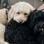 Vanno al rifugio per adottare una cagnolina, tornano a casa anche con suo fratello