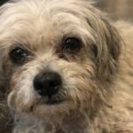 Bichon Havanais scompare nel gelo e torna a casa dopo 49 giorni