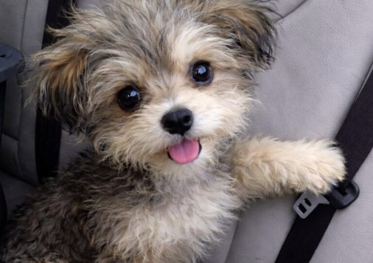 Il cane, affamato e stanco, è stato trovato solo e portato dal veterinario. Dopo la visita, per lui è iniziata una nuova vita.
