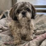 Shih Tzu anziano abbandonato dopo un trasloco trova finalmente una nuova casa