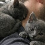 Accoglie due gattine per pochi giorni, poi rifiuta di separarle e le adotta entrambe