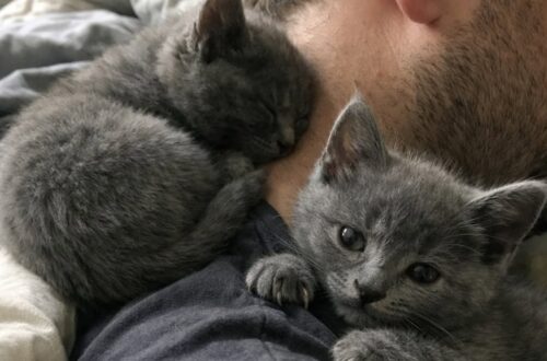 Accoglie due gattine per pochi giorni, poi rifiuta di separarle e le adotta entrambe Miso e Nala dovevano restare soltanto due settimane. Dopo una richiesta di adozione, il loro affidatario ha deciso di tenerle insieme. Dovevano restare in casa per dieci giorni, forse quindici. Il tempo necessario per sottrarre due gattine di otto settimane a una situazione diventata difficile e trovare una sistemazione definitiva. Nessun progetto a lungo termine, nessun legame da costruire. Almeno, questo era il piano. L’uomo che le ha accolte aveva 34 anni, non aveva mai vissuto con un animale e stava attraversando uno dei periodi peggiori della sua vita. La relazione con la compagna era finita, l’appartamento era diventato troppo silenzioso e le giornate si trascinavano senza una vera direzione. Quando la psicologa gli aveva suggerito di occuparsi di un essere vivente, la sua prima idea era stata molto più semplice. «Occupati di un essere vivente», gli aveva detto. Lui aveva pensato a un cactus. Il giorno successivo, invece, sono arrivate Miso e Nala. Le due gattine da allontanare con urgenza Una collega gli aveva scritto per segnalargli una situazione ormai al limite. Le due cucciole grigio-blu si trovavano in un affidamento temporaneo insieme ad altre cucciolate. Gli spazi erano insufficienti, alcuni gattini iniziavano a mostrare problemi di salute e bisognava spostare rapidamente quelli più robusti. La richiesta sembrava semplice: «È temporaneo. Dieci giorni, forse quindici. Cibo, lettiera, calore. Tutto qui.» L’uomo ha accettato convinto di poter gestire l’esperienza con distacco. Aveva già stabilito ogni dettaglio. Le gattine avrebbero dormito in bagno, lui avrebbe seguito le istruzioni dell’associazione e soprattutto non si sarebbe affezionato. Il progetto è durato meno di una notte. Miso urla dietro la porta, Nala devasta il comodino Appena la porta del bagno è stata chiusa, Miso ha iniziato a miagolare. Non un richiamo leggero, ma un verso continuo, spaventato e insistente. L’uomo ha resistito sei minuti, controllando più volte l’orologio prima di riaprire. La gattina gli è salita sulla maglietta, si è sistemata contro il collo e si è addormentata mentre ancora tremava. Nala, al contrario, non ha protestato. Ha trovato il modo di aprire un cassetto del comodino, ha afferrato un pacco di fazzoletti e lo ha trascinato in giro per l’appartamento. La mattina seguente, la carta era sparsa sul pavimento e le due gattine dormivano sul cuscino. La distanza che l’uomo aveva promesso di mantenere era già scomparsa. Il tentativo di restare soltanto un affidatario Al terzo giorno, l’appartamento era cambiato. Erano comparsi un tiragraffi costoso, un cuscino, giochi con le piume e tutto il necessario per due cucciole che, almeno formalmente, dovevano ancora restare soltanto per poco tempo. Gran parte degli acquisti è stata ignorata. Miso preferiva sdraiarsi contro il petto dell’uomo appena lui si sedeva. Nala lo seguiva in ogni stanza, portandosi dietro piccoli oggetti rubati: penne, calzini, auricolari e perfino una carta bancaria. Le due gattine avevano trasformato la casa in uno spazio rumoroso, disordinato e continuamente attraversato. Soprattutto, avevano occupato il vuoto lasciato dalla fine della relazione. Miso appoggiava una zampa sul volto dell’uomo quando le carezze si interrompevano. Nala lo aspettava dietro ogni porta e protestava se restava sola per più di pochi secondi. In pochi giorni, entrambe avevano stabilito che quella casa apparteneva anche a loro. La telefonata dell’associazione dopo due settimane Quattordici giorni dopo l’arrivo delle cucciole, l’associazione ha ricontattato l’uomo. Era arrivata una richiesta di adozione per Nala. Per Miso, più riservata, sarebbe servito probabilmente altro tempo. «Buone notizie, abbiamo una richiesta di adozione per Nala. Per Miso probabilmente ci vorrà un po’ più di tempo, è più riservata.» L’uomo ha osservato le due gattine dormire una accanto all’altra sul divano. Una era rannicchiata contro la pancia della sorella. L’altra impastava la sua felpa. La risposta è arrivata immediatamente. «No.» La volontaria ha chiesto se intendesse soltanto rimandare l’incontro. «No per oggi?» «No a separarle. Impossibile.» L’associazione ha spiegato che Nala poteva essere affidata subito, mentre per l’altra si sarebbe continuato a cercare. Lui non ha cambiato idea. «No. Le tengo tutte e due.» Dopo alcuni secondi di silenzio, la volontaria gli ha ricordato un dettaglio: «Ci aveva detto che non aveva mai avuto un animale.» L’uomo si è guardato intorno. Nel salotto c’erano lettiera fuori posto, giochi sotto il divano, un tiragraffi già rovinato e due gattine che lo osservavano senza distogliere lo sguardo. «Sì», ha risposto. «E a quanto pare, ne ho due. Mandatemi i documenti.» La risposta della psicologa Qualche tempo dopo, la psicologa gli ha chiesto aggiornamenti su quella che aveva definito “la pianta”. L’uomo le ha inviato una fotografia. Nell’immagine, Miso dormiva sul suo torace, mentre Nala era incastrata contro la spalla. Entrambe riposavano completamente rilassate. La risposta è arrivata poco dopo: «Questo chiaramente non è un cactus.» Le due gattine che dovevano restare soltanto pochi giorni erano ormai parte della casa. L’affidamento temporaneo si era trasformato in un’adozione definitiva. E l’uomo che pensava di non essere capace di occuparsi nemmeno di un animale si era ritrovato con due presenze inseparabili.