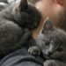 Accoglie due gattine per pochi giorni, poi rifiuta di separarle e le adotta entrambe Miso e Nala dovevano restare soltanto due settimane. Dopo una richiesta di adozione, il loro affidatario ha deciso di tenerle insieme. Dovevano restare in casa per dieci giorni, forse quindici. Il tempo necessario per sottrarre due gattine di otto settimane a una situazione diventata difficile e trovare una sistemazione definitiva. Nessun progetto a lungo termine, nessun legame da costruire. Almeno, questo era il piano. L’uomo che le ha accolte aveva 34 anni, non aveva mai vissuto con un animale e stava attraversando uno dei periodi peggiori della sua vita. La relazione con la compagna era finita, l’appartamento era diventato troppo silenzioso e le giornate si trascinavano senza una vera direzione. Quando la psicologa gli aveva suggerito di occuparsi di un essere vivente, la sua prima idea era stata molto più semplice. «Occupati di un essere vivente», gli aveva detto. Lui aveva pensato a un cactus. Il giorno successivo, invece, sono arrivate Miso e Nala. Le due gattine da allontanare con urgenza Una collega gli aveva scritto per segnalargli una situazione ormai al limite. Le due cucciole grigio-blu si trovavano in un affidamento temporaneo insieme ad altre cucciolate. Gli spazi erano insufficienti, alcuni gattini iniziavano a mostrare problemi di salute e bisognava spostare rapidamente quelli più robusti. La richiesta sembrava semplice: «È temporaneo. Dieci giorni, forse quindici. Cibo, lettiera, calore. Tutto qui.» L’uomo ha accettato convinto di poter gestire l’esperienza con distacco. Aveva già stabilito ogni dettaglio. Le gattine avrebbero dormito in bagno, lui avrebbe seguito le istruzioni dell’associazione e soprattutto non si sarebbe affezionato. Il progetto è durato meno di una notte. Miso urla dietro la porta, Nala devasta il comodino Appena la porta del bagno è stata chiusa, Miso ha iniziato a miagolare. Non un richiamo leggero, ma un verso continuo, spaventato e insistente. L’uomo ha resistito sei minuti, controllando più volte l’orologio prima di riaprire. La gattina gli è salita sulla maglietta, si è sistemata contro il collo e si è addormentata mentre ancora tremava. Nala, al contrario, non ha protestato. Ha trovato il modo di aprire un cassetto del comodino, ha afferrato un pacco di fazzoletti e lo ha trascinato in giro per l’appartamento. La mattina seguente, la carta era sparsa sul pavimento e le due gattine dormivano sul cuscino. La distanza che l’uomo aveva promesso di mantenere era già scomparsa. Il tentativo di restare soltanto un affidatario Al terzo giorno, l’appartamento era cambiato. Erano comparsi un tiragraffi costoso, un cuscino, giochi con le piume e tutto il necessario per due cucciole che, almeno formalmente, dovevano ancora restare soltanto per poco tempo. Gran parte degli acquisti è stata ignorata. Miso preferiva sdraiarsi contro il petto dell’uomo appena lui si sedeva. Nala lo seguiva in ogni stanza, portandosi dietro piccoli oggetti rubati: penne, calzini, auricolari e perfino una carta bancaria. Le due gattine avevano trasformato la casa in uno spazio rumoroso, disordinato e continuamente attraversato. Soprattutto, avevano occupato il vuoto lasciato dalla fine della relazione. Miso appoggiava una zampa sul volto dell’uomo quando le carezze si interrompevano. Nala lo aspettava dietro ogni porta e protestava se restava sola per più di pochi secondi. In pochi giorni, entrambe avevano stabilito che quella casa apparteneva anche a loro. La telefonata dell’associazione dopo due settimane Quattordici giorni dopo l’arrivo delle cucciole, l’associazione ha ricontattato l’uomo. Era arrivata una richiesta di adozione per Nala. Per Miso, più riservata, sarebbe servito probabilmente altro tempo. «Buone notizie, abbiamo una richiesta di adozione per Nala. Per Miso probabilmente ci vorrà un po’ più di tempo, è più riservata.» L’uomo ha osservato le due gattine dormire una accanto all’altra sul divano. Una era rannicchiata contro la pancia della sorella. L’altra impastava la sua felpa. La risposta è arrivata immediatamente. «No.» La volontaria ha chiesto se intendesse soltanto rimandare l’incontro. «No per oggi?» «No a separarle. Impossibile.» L’associazione ha spiegato che Nala poteva essere affidata subito, mentre per l’altra si sarebbe continuato a cercare. Lui non ha cambiato idea. «No. Le tengo tutte e due.» Dopo alcuni secondi di silenzio, la volontaria gli ha ricordato un dettaglio: «Ci aveva detto che non aveva mai avuto un animale.» L’uomo si è guardato intorno. Nel salotto c’erano lettiera fuori posto, giochi sotto il divano, un tiragraffi già rovinato e due gattine che lo osservavano senza distogliere lo sguardo. «Sì», ha risposto. «E a quanto pare, ne ho due. Mandatemi i documenti.» La risposta della psicologa Qualche tempo dopo, la psicologa gli ha chiesto aggiornamenti su quella che aveva definito “la pianta”. L’uomo le ha inviato una fotografia. Nell’immagine, Miso dormiva sul suo torace, mentre Nala era incastrata contro la spalla. Entrambe riposavano completamente rilassate. La risposta è arrivata poco dopo: «Questo chiaramente non è un cactus.» Le due gattine che dovevano restare soltanto pochi giorni erano ormai parte della casa. L’affidamento temporaneo si era trasformato in un’adozione definitiva. E l’uomo che pensava di non essere capace di occuparsi nemmeno di un animale si era ritrovato con due presenze inseparabili.