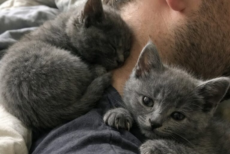 Accoglie due gattine per pochi giorni, poi rifiuta di separarle e le adotta entrambe Miso e Nala dovevano restare soltanto due settimane. Dopo una richiesta di adozione, il loro affidatario ha deciso di tenerle insieme. Dovevano restare in casa per dieci giorni, forse quindici. Il tempo necessario per sottrarre due gattine di otto settimane a una situazione diventata difficile e trovare una sistemazione definitiva. Nessun progetto a lungo termine, nessun legame da costruire. Almeno, questo era il piano. L’uomo che le ha accolte aveva 34 anni, non aveva mai vissuto con un animale e stava attraversando uno dei periodi peggiori della sua vita. La relazione con la compagna era finita, l’appartamento era diventato troppo silenzioso e le giornate si trascinavano senza una vera direzione. Quando la psicologa gli aveva suggerito di occuparsi di un essere vivente, la sua prima idea era stata molto più semplice. «Occupati di un essere vivente», gli aveva detto. Lui aveva pensato a un cactus. Il giorno successivo, invece, sono arrivate Miso e Nala. Le due gattine da allontanare con urgenza Una collega gli aveva scritto per segnalargli una situazione ormai al limite. Le due cucciole grigio-blu si trovavano in un affidamento temporaneo insieme ad altre cucciolate. Gli spazi erano insufficienti, alcuni gattini iniziavano a mostrare problemi di salute e bisognava spostare rapidamente quelli più robusti. La richiesta sembrava semplice: «È temporaneo. Dieci giorni, forse quindici. Cibo, lettiera, calore. Tutto qui.» L’uomo ha accettato convinto di poter gestire l’esperienza con distacco. Aveva già stabilito ogni dettaglio. Le gattine avrebbero dormito in bagno, lui avrebbe seguito le istruzioni dell’associazione e soprattutto non si sarebbe affezionato. Il progetto è durato meno di una notte. Miso urla dietro la porta, Nala devasta il comodino Appena la porta del bagno è stata chiusa, Miso ha iniziato a miagolare. Non un richiamo leggero, ma un verso continuo, spaventato e insistente. L’uomo ha resistito sei minuti, controllando più volte l’orologio prima di riaprire. La gattina gli è salita sulla maglietta, si è sistemata contro il collo e si è addormentata mentre ancora tremava. Nala, al contrario, non ha protestato. Ha trovato il modo di aprire un cassetto del comodino, ha afferrato un pacco di fazzoletti e lo ha trascinato in giro per l’appartamento. La mattina seguente, la carta era sparsa sul pavimento e le due gattine dormivano sul cuscino. La distanza che l’uomo aveva promesso di mantenere era già scomparsa. Il tentativo di restare soltanto un affidatario Al terzo giorno, l’appartamento era cambiato. Erano comparsi un tiragraffi costoso, un cuscino, giochi con le piume e tutto il necessario per due cucciole che, almeno formalmente, dovevano ancora restare soltanto per poco tempo. Gran parte degli acquisti è stata ignorata. Miso preferiva sdraiarsi contro il petto dell’uomo appena lui si sedeva. Nala lo seguiva in ogni stanza, portandosi dietro piccoli oggetti rubati: penne, calzini, auricolari e perfino una carta bancaria. Le due gattine avevano trasformato la casa in uno spazio rumoroso, disordinato e continuamente attraversato. Soprattutto, avevano occupato il vuoto lasciato dalla fine della relazione. Miso appoggiava una zampa sul volto dell’uomo quando le carezze si interrompevano. Nala lo aspettava dietro ogni porta e protestava se restava sola per più di pochi secondi. In pochi giorni, entrambe avevano stabilito che quella casa apparteneva anche a loro. La telefonata dell’associazione dopo due settimane Quattordici giorni dopo l’arrivo delle cucciole, l’associazione ha ricontattato l’uomo. Era arrivata una richiesta di adozione per Nala. Per Miso, più riservata, sarebbe servito probabilmente altro tempo. «Buone notizie, abbiamo una richiesta di adozione per Nala. Per Miso probabilmente ci vorrà un po’ più di tempo, è più riservata.» L’uomo ha osservato le due gattine dormire una accanto all’altra sul divano. Una era rannicchiata contro la pancia della sorella. L’altra impastava la sua felpa. La risposta è arrivata immediatamente. «No.» La volontaria ha chiesto se intendesse soltanto rimandare l’incontro. «No per oggi?» «No a separarle. Impossibile.» L’associazione ha spiegato che Nala poteva essere affidata subito, mentre per l’altra si sarebbe continuato a cercare. Lui non ha cambiato idea. «No. Le tengo tutte e due.» Dopo alcuni secondi di silenzio, la volontaria gli ha ricordato un dettaglio: «Ci aveva detto che non aveva mai avuto un animale.» L’uomo si è guardato intorno. Nel salotto c’erano lettiera fuori posto, giochi sotto il divano, un tiragraffi già rovinato e due gattine che lo osservavano senza distogliere lo sguardo. «Sì», ha risposto. «E a quanto pare, ne ho due. Mandatemi i documenti.» La risposta della psicologa Qualche tempo dopo, la psicologa gli ha chiesto aggiornamenti su quella che aveva definito “la pianta”. L’uomo le ha inviato una fotografia. Nell’immagine, Miso dormiva sul suo torace, mentre Nala era incastrata contro la spalla. Entrambe riposavano completamente rilassate. La risposta è arrivata poco dopo: «Questo chiaramente non è un cactus.» Le due gattine che dovevano restare soltanto pochi giorni erano ormai parte della casa. L’affidamento temporaneo si era trasformato in un’adozione definitiva. E l’uomo che pensava di non essere capace di occuparsi nemmeno di un animale si era ritrovato con due presenze inseparabili.