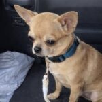 Dopo il ritorno in rifugio, un piccolo chihuahua trova finalmente una casa definitiva