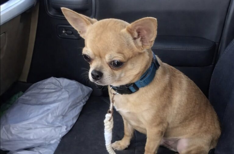 Dopo un fine settimana con una famiglia, il cane torna in rifugio e si chiude in sé. Due giorni più tardi arriva l’adozione definitiva.