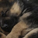 Il piccolo pastore tedesco non è più solo, il primo riposo nella nuova casa