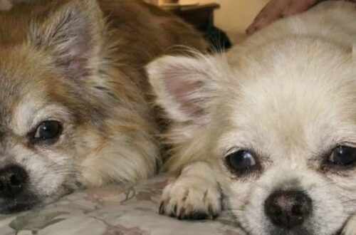Pepper e Salt, fratelli di otto anni, erano stati ceduti dopo il ricovero del proprietario. Un vedovo ha scelto di non separarli.