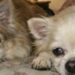 Pepper e Salt, fratelli di otto anni, erano stati ceduti dopo il ricovero del proprietario. Un vedovo ha scelto di non separarli.