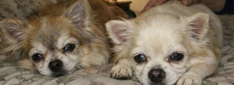 Pepper e Salt, fratelli di otto anni, erano stati ceduti dopo il ricovero del proprietario. Un vedovo ha scelto di non separarli.