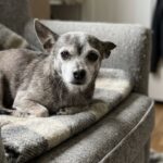 Dopo la morte della madre, il suo vecchio Chihuahua resta sulla poltrona ad aspettarla