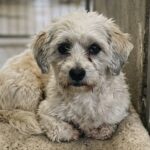 Bichon Havanais anziano ignorato in rifugio trova casa dopo essere stato abbandonato