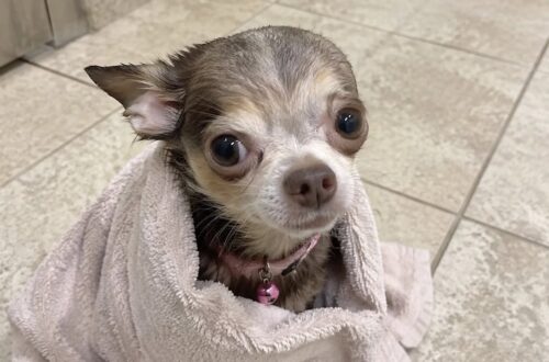Il cane era stato lasciato in un asciugamano davanti alla clinica veterinaria. La donna lo incontra nel giorno del lutto e decide di portarlo via con sé.