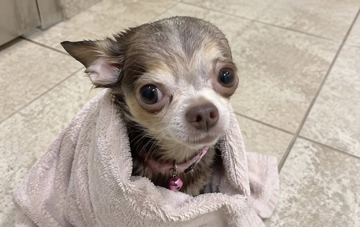 Il cane era stato lasciato in un asciugamano davanti alla clinica veterinaria. La donna lo incontra nel giorno del lutto e decide di portarlo via con sé.