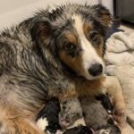 Abbandonata incinta dietro un capannone, una pastore australiano partorisce quattro cuccioli