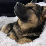 Nala adottata e portata a casa: il primo viaggio segna l’inizio della nuova vita