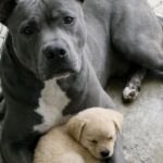 Al rifugio trova un pitbull che protegge un cucciolo e decide di adottarli insieme