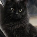 Trova un gatto nero solo in un parcheggio e decide di metterlo al sicuro