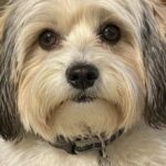 Trova un Bichon Havanais per strada e lo adotta dopo tre giorni