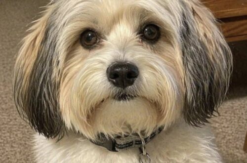 Trova un Bichon Havanais per strada e lo adotta dopo tre giorni Il cane vagava senza collare né microchip. Dopo inutili ricerche del proprietario, la donna ha deciso di tenerlo con sé. Lo ha incontrato per caso, una sera, mentre tornava dal lavoro. Il piccolo Bichon Havanais vagava da solo lungo la strada, senza guinzaglio e senza collare. La donna ha rallentato, lo ha seguito per qualche minuto e, quando ha capito che nessuno sembrava cercarlo, lo ha preso tra le braccia. Pesava circa 5,5 chilogrammi. Aveva il pelo lungo e trascurato, non era sterilizzato e diversi denti risultavano mobili. Le sue condizioni lasciavano pensare che fosse rimasto senza cure per un periodo non breve. Il Bichon Havanais trovato senza collare Una volta arrivato a casa, il cane non ha mostrato particolare agitazione. Per tre giorni ha quasi soltanto mangiato e dormito, come se avesse bisogno di recuperare dopo un lungo periodo trascorso in condizioni difficili. La donna gli ha lasciato cibo, acqua e un posto tranquillo dove riposare, evitando di sottoporlo subito a troppi stimoli. Appena le condizioni lo hanno permesso, lo ha portato dal veterinario per una visita completa. Il controllo ha confermato che il cane non aveva il microchip. L’assenza di identificazione rendeva più difficile risalire a un eventuale proprietario. Le ricerche del proprietario senza risultato Dopo la visita veterinaria, la donna ha diffuso la storia del ritrovamento, pubblicando fotografie e informazioni nella speranza che qualcuno riconoscesse l’animale. Nessuno, però, si è fatto avanti. Non sono arrivate segnalazioni attendibili né richieste di restituzione. Intanto, il piccolo Bichon Havanais cominciava ad ambientarsi nella nuova casa e a cercare sempre più spesso la vicinanza della persona che lo aveva soccorso. Il legame si è formato rapidamente. Dopo appena tre giorni, la donna aveva già capito che separarsi da lui sarebbe stato difficile. La decisione di adottarlo definitivamente Di fronte all’assenza di un proprietario e alla crescente intesa con il cane, la donna ha scelto di adottarlo. Da quel momento sono trascorsi quattro anni. Il Bichon Havanais si è dimostrato educato, affettuoso e capace di adattarsi alla vita domestica. Il suo comportamento continua a sorprendere la proprietaria, soprattutto considerando le condizioni in cui era stato trovato. Non è possibile sapere con certezza che cosa abbia vissuto prima di finire per strada. Il suo stato fisico, i denti mobili e la mancanza di microchip raccontavano però una storia fatta probabilmente di trascuratezza e assenza di controlli. Quattro anni nella nuova casa Oggi il cane vive stabilmente con la donna che lo ha raccolto quella sera. È diventato una presenza quotidiana, particolarmente affettuosa e legata alla sua nuova famiglia. Il rapporto costruito nel tempo ha trasformato un incontro casuale in un’adozione definitiva. Quello che doveva essere un semplice soccorso si è trasformato in una nuova vita per entrambi. Il piccolo Bichon Havanais trovato senza collare e senza una persona pronta a reclamarlo ha conquistato un posto stabile nella casa e nel cuore di chi ha deciso di non lasciarlo più solo.