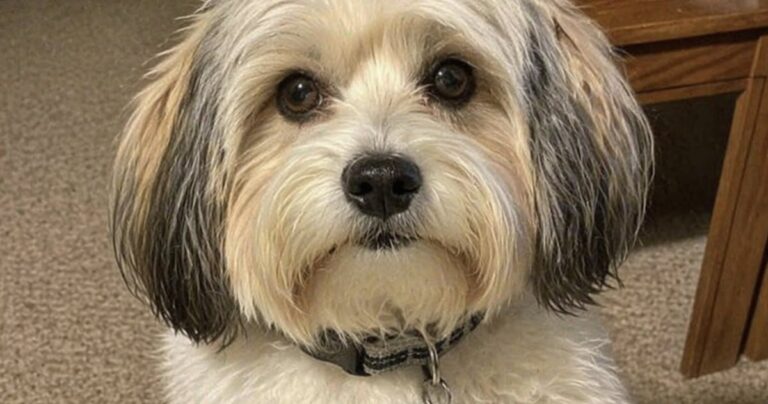 Trova un Bichon Havanais per strada e lo adotta dopo tre giorni Il cane vagava senza collare né microchip. Dopo inutili ricerche del proprietario, la donna ha deciso di tenerlo con sé. Lo ha incontrato per caso, una sera, mentre tornava dal lavoro. Il piccolo Bichon Havanais vagava da solo lungo la strada, senza guinzaglio e senza collare. La donna ha rallentato, lo ha seguito per qualche minuto e, quando ha capito che nessuno sembrava cercarlo, lo ha preso tra le braccia. Pesava circa 5,5 chilogrammi. Aveva il pelo lungo e trascurato, non era sterilizzato e diversi denti risultavano mobili. Le sue condizioni lasciavano pensare che fosse rimasto senza cure per un periodo non breve. Il Bichon Havanais trovato senza collare Una volta arrivato a casa, il cane non ha mostrato particolare agitazione. Per tre giorni ha quasi soltanto mangiato e dormito, come se avesse bisogno di recuperare dopo un lungo periodo trascorso in condizioni difficili. La donna gli ha lasciato cibo, acqua e un posto tranquillo dove riposare, evitando di sottoporlo subito a troppi stimoli. Appena le condizioni lo hanno permesso, lo ha portato dal veterinario per una visita completa. Il controllo ha confermato che il cane non aveva il microchip. L’assenza di identificazione rendeva più difficile risalire a un eventuale proprietario. Le ricerche del proprietario senza risultato Dopo la visita veterinaria, la donna ha diffuso la storia del ritrovamento, pubblicando fotografie e informazioni nella speranza che qualcuno riconoscesse l’animale. Nessuno, però, si è fatto avanti. Non sono arrivate segnalazioni attendibili né richieste di restituzione. Intanto, il piccolo Bichon Havanais cominciava ad ambientarsi nella nuova casa e a cercare sempre più spesso la vicinanza della persona che lo aveva soccorso. Il legame si è formato rapidamente. Dopo appena tre giorni, la donna aveva già capito che separarsi da lui sarebbe stato difficile. La decisione di adottarlo definitivamente Di fronte all’assenza di un proprietario e alla crescente intesa con il cane, la donna ha scelto di adottarlo. Da quel momento sono trascorsi quattro anni. Il Bichon Havanais si è dimostrato educato, affettuoso e capace di adattarsi alla vita domestica. Il suo comportamento continua a sorprendere la proprietaria, soprattutto considerando le condizioni in cui era stato trovato. Non è possibile sapere con certezza che cosa abbia vissuto prima di finire per strada. Il suo stato fisico, i denti mobili e la mancanza di microchip raccontavano però una storia fatta probabilmente di trascuratezza e assenza di controlli. Quattro anni nella nuova casa Oggi il cane vive stabilmente con la donna che lo ha raccolto quella sera. È diventato una presenza quotidiana, particolarmente affettuosa e legata alla sua nuova famiglia. Il rapporto costruito nel tempo ha trasformato un incontro casuale in un’adozione definitiva. Quello che doveva essere un semplice soccorso si è trasformato in una nuova vita per entrambi. Il piccolo Bichon Havanais trovato senza collare e senza una persona pronta a reclamarlo ha conquistato un posto stabile nella casa e nel cuore di chi ha deciso di non lasciarlo più solo.