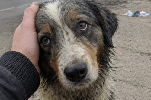 Il cane, trovato sul ciglio della strada con il guinzaglio tagliato, è stato soccorso da una donna di passaggio.
