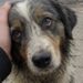 Il cane, trovato sul ciglio della strada con il guinzaglio tagliato, è stato soccorso da una donna di passaggio.
