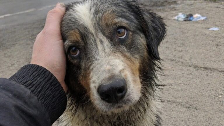 Il cane, trovato sul ciglio della strada con il guinzaglio tagliato, è stato soccorso da una donna di passaggio.