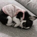 Nala trovata in uno scatolone sotto la pioggia, ora dorme al sicuro sul divano