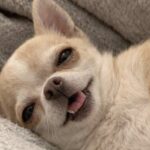 Elizabeth, la cagnolina di otto anni che detta legge in casa