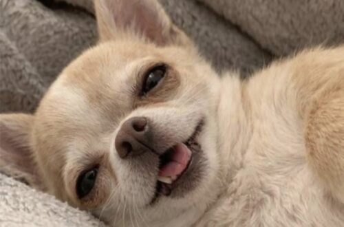 Elizabeth, la cagnolina di otto anni che detta legge in casa Ama solo il marito, difende il letto e segue rituali precisi: Elizabeth è sana, affettuosa e dotata di un carattere deciso. Si chiama Elizabeth, ha otto anni e in casa non passa certo inosservata. Non per il rumore o per l’esuberanza, ma per il modo rigoroso con cui gestisce spazi, abitudini e rapporti. La cagnolina ha scelto da tempo il suo punto di riferimento: il marito della proprietaria. Con lui si rilassa, si accoccola e dorme sul cuscino. Quando invece la donna si avvicina al letto, Elizabeth la osserva con diffidenza, quasi fosse entrata in uno spazio riservato. Il copione, racconta la proprietaria, è sempre lo stesso. La cagnolina si irrigidisce, la guarda e comincia a piagnucolare, come se fosse lei a subire un torto. Elizabeth e il rapporto esclusivo con il suo umano preferito Il legame con il marito è netto. Elizabeth cerca la sua presenza e sembra tollerare con minore entusiasmo chiunque provi a inserirsi tra loro. Non si tratta di aggressività, ma di una preferenza costruita nel tempo e manifestata con grande chiarezza. Anche la convivenza con altri animali non rientra tra le sue priorità. La cagnolina preferisce la calma, la sua coperta e una distanza ben definita da tutto ciò che può turbare la routine quotidiana. Mangia da sola, riposa senza essere disturbata e decide autonomamente quando avvicinarsi. Le sue giornate sono scandite da regole precise, difficili da modificare e ormai conosciute da tutta la famiglia. Il rituale serale sulla terrazza Tra le abitudini più singolari c’è quella della sera. A un orario quasi sempre identico, Elizabeth si presenta per chiedere di uscire. Raggiunge la terrazza con prudenza, osserva l’ambiente per alcuni minuti e poi rientra. Ogni movimento viene compiuto con estrema cautela. Se qualcuno si sposta troppo velocemente, la cagnolina si ferma, controlla ciò che accade e spesso decide di tornare al proprio posto. La proprietaria descrive la scena come una piccola ispezione quotidiana. Elizabeth esce, verifica che tutto sia tranquillo e torna in casa con la stessa serietà con cui aveva iniziato il suo giro. Un carattere deciso, ma nessun problema di salute Nonostante le sue numerose manie, Elizabeth è in perfetta salute. Il suo comportamento non è legato a malattie o disturbi particolari, ma a un temperamento molto marcato e a una forte esigenza di sicurezza. Nel suo ambiente ideale tutto deve essere prevedibile: poche sorprese, movimenti lenti, spazi riconoscibili e una coperta sempre disponibile. Il momento preferito resta quello trascorso al caldo, rannicchiata sul letto e lontana da qualsiasi confusione. La famiglia ha provato nel tempo a modificare alcune sue abitudini, introducendo orari diversi, nuove routine e piccoli accorgimenti. I risultati, però, sono stati limitati. Alla fine è maturata una conclusione semplice: con Elizabeth non serve insistere, ma trovare un equilibrio. La cagnolina conserva le sue regole, mentre chi vive con lei ha imparato a rispettarle. Dietro quel carattere selettivo e quella diffidenza verso il cambiamento resta un animale profondamente legato alla propria casa e alle persone che riconosce come parte del suo spazio. Una presenza impegnativa, a tratti esigente, ma ormai indispensabile per tutta la famiglia.