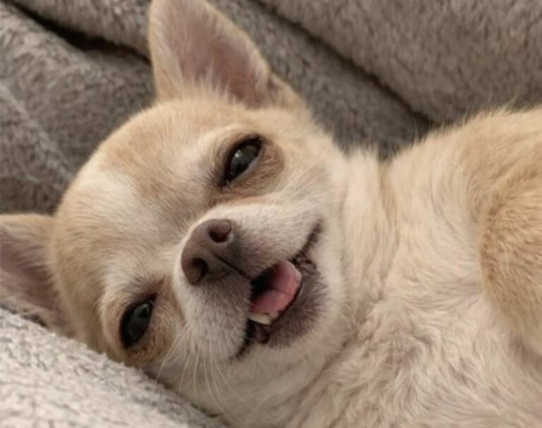 Elizabeth, la cagnolina di otto anni che detta legge in casa Ama solo il marito, difende il letto e segue rituali precisi: Elizabeth è sana, affettuosa e dotata di un carattere deciso. Si chiama Elizabeth, ha otto anni e in casa non passa certo inosservata. Non per il rumore o per l’esuberanza, ma per il modo rigoroso con cui gestisce spazi, abitudini e rapporti. La cagnolina ha scelto da tempo il suo punto di riferimento: il marito della proprietaria. Con lui si rilassa, si accoccola e dorme sul cuscino. Quando invece la donna si avvicina al letto, Elizabeth la osserva con diffidenza, quasi fosse entrata in uno spazio riservato. Il copione, racconta la proprietaria, è sempre lo stesso. La cagnolina si irrigidisce, la guarda e comincia a piagnucolare, come se fosse lei a subire un torto. Elizabeth e il rapporto esclusivo con il suo umano preferito Il legame con il marito è netto. Elizabeth cerca la sua presenza e sembra tollerare con minore entusiasmo chiunque provi a inserirsi tra loro. Non si tratta di aggressività, ma di una preferenza costruita nel tempo e manifestata con grande chiarezza. Anche la convivenza con altri animali non rientra tra le sue priorità. La cagnolina preferisce la calma, la sua coperta e una distanza ben definita da tutto ciò che può turbare la routine quotidiana. Mangia da sola, riposa senza essere disturbata e decide autonomamente quando avvicinarsi. Le sue giornate sono scandite da regole precise, difficili da modificare e ormai conosciute da tutta la famiglia. Il rituale serale sulla terrazza Tra le abitudini più singolari c’è quella della sera. A un orario quasi sempre identico, Elizabeth si presenta per chiedere di uscire. Raggiunge la terrazza con prudenza, osserva l’ambiente per alcuni minuti e poi rientra. Ogni movimento viene compiuto con estrema cautela. Se qualcuno si sposta troppo velocemente, la cagnolina si ferma, controlla ciò che accade e spesso decide di tornare al proprio posto. La proprietaria descrive la scena come una piccola ispezione quotidiana. Elizabeth esce, verifica che tutto sia tranquillo e torna in casa con la stessa serietà con cui aveva iniziato il suo giro. Un carattere deciso, ma nessun problema di salute Nonostante le sue numerose manie, Elizabeth è in perfetta salute. Il suo comportamento non è legato a malattie o disturbi particolari, ma a un temperamento molto marcato e a una forte esigenza di sicurezza. Nel suo ambiente ideale tutto deve essere prevedibile: poche sorprese, movimenti lenti, spazi riconoscibili e una coperta sempre disponibile. Il momento preferito resta quello trascorso al caldo, rannicchiata sul letto e lontana da qualsiasi confusione. La famiglia ha provato nel tempo a modificare alcune sue abitudini, introducendo orari diversi, nuove routine e piccoli accorgimenti. I risultati, però, sono stati limitati. Alla fine è maturata una conclusione semplice: con Elizabeth non serve insistere, ma trovare un equilibrio. La cagnolina conserva le sue regole, mentre chi vive con lei ha imparato a rispettarle. Dietro quel carattere selettivo e quella diffidenza verso il cambiamento resta un animale profondamente legato alla propria casa e alle persone che riconosce come parte del suo spazio. Una presenza impegnativa, a tratti esigente, ma ormai indispensabile per tutta la famiglia.